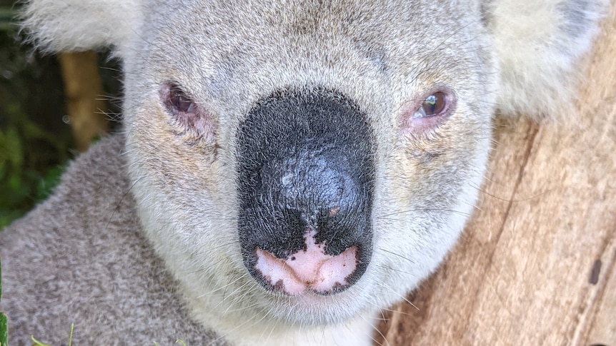 A close-up front on image of a koala on a branch