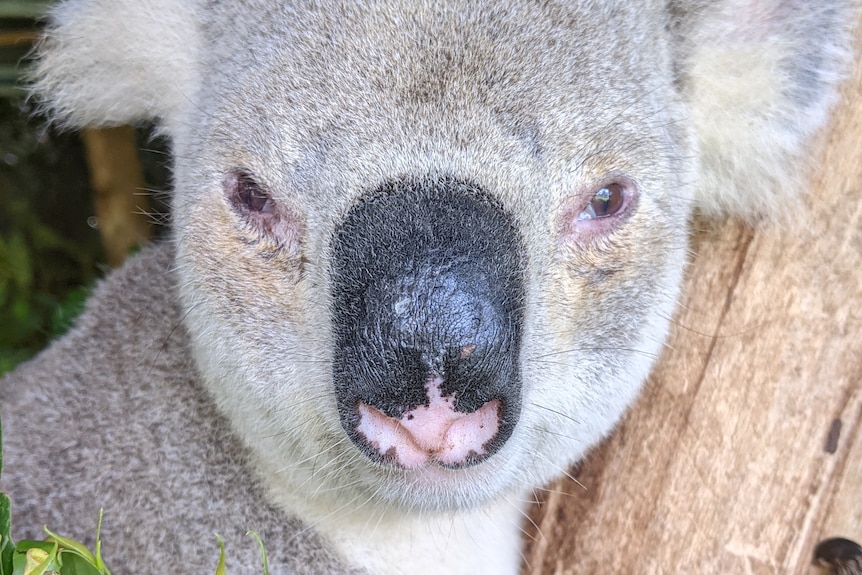 A close-up front on image of a koala on a branch