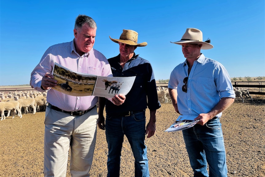 Three men standing in a sheep yard looking over documents