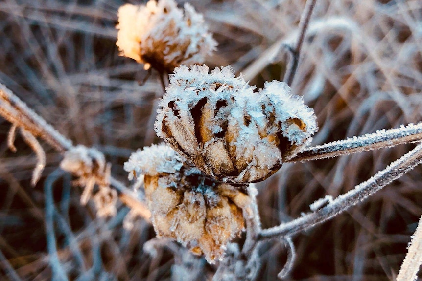 Flowers covered in frost in Guyra, NSW.