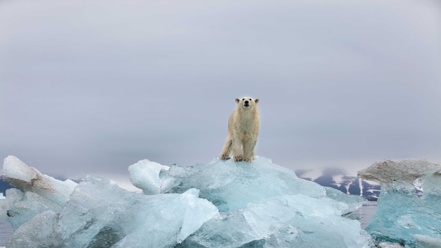 A polar bear walks on melting ice