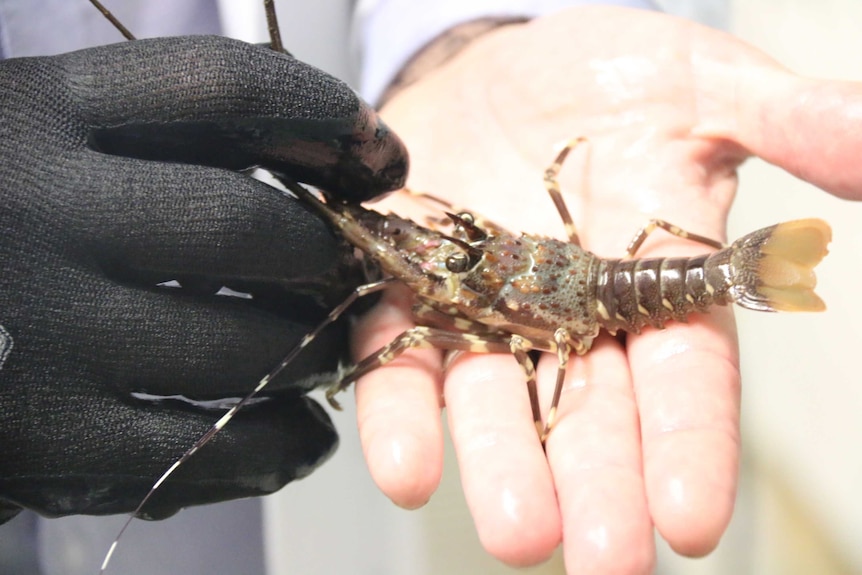 Juvenile lobster