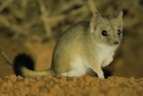 A small marsupial in the desert.