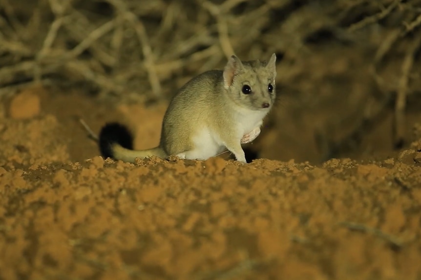A small marsupial in the desert