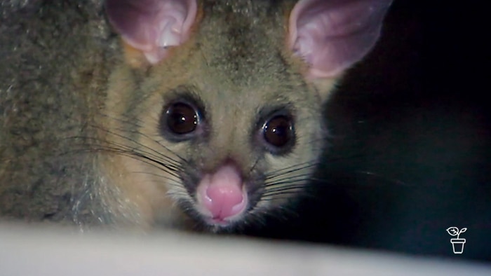 Close-up image of an Australian brushtail possum