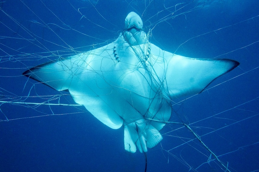 A ray is badly entangled underwater in a shark net, its belly facing the camera