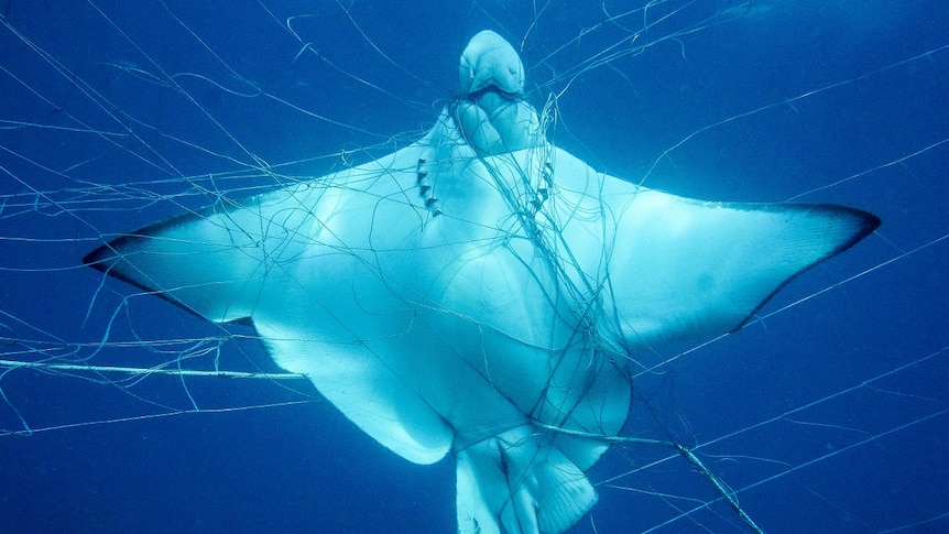 A ray is caught underwater in a shark net