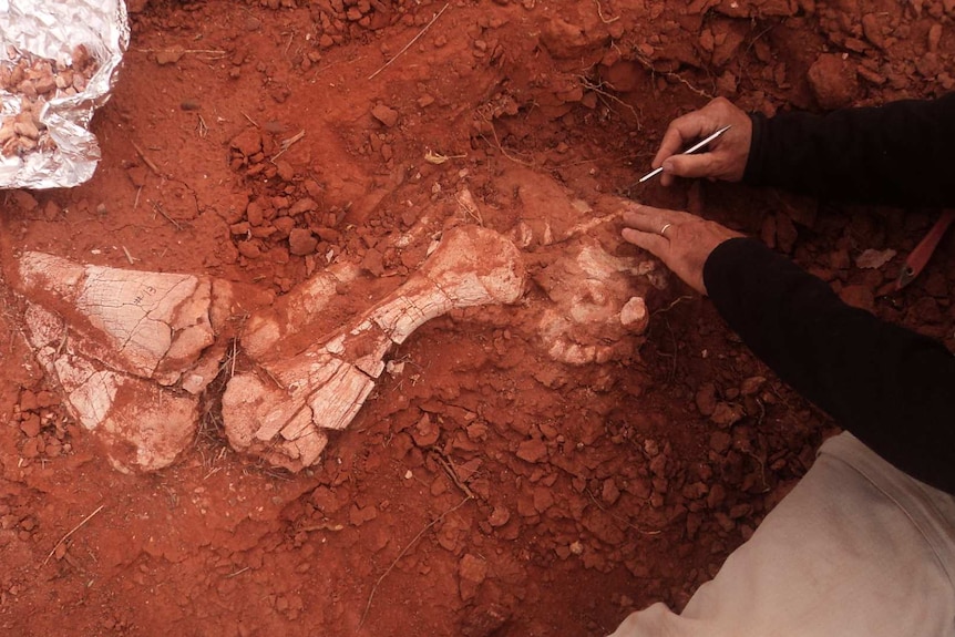 Dinosaur bone excavation.