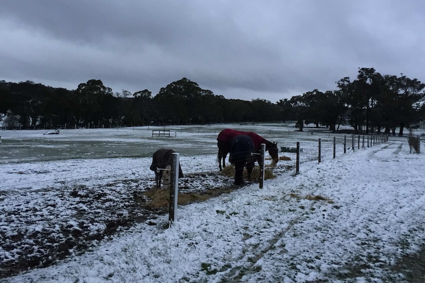 Snow in a paddock at Scotsburn, Victoria