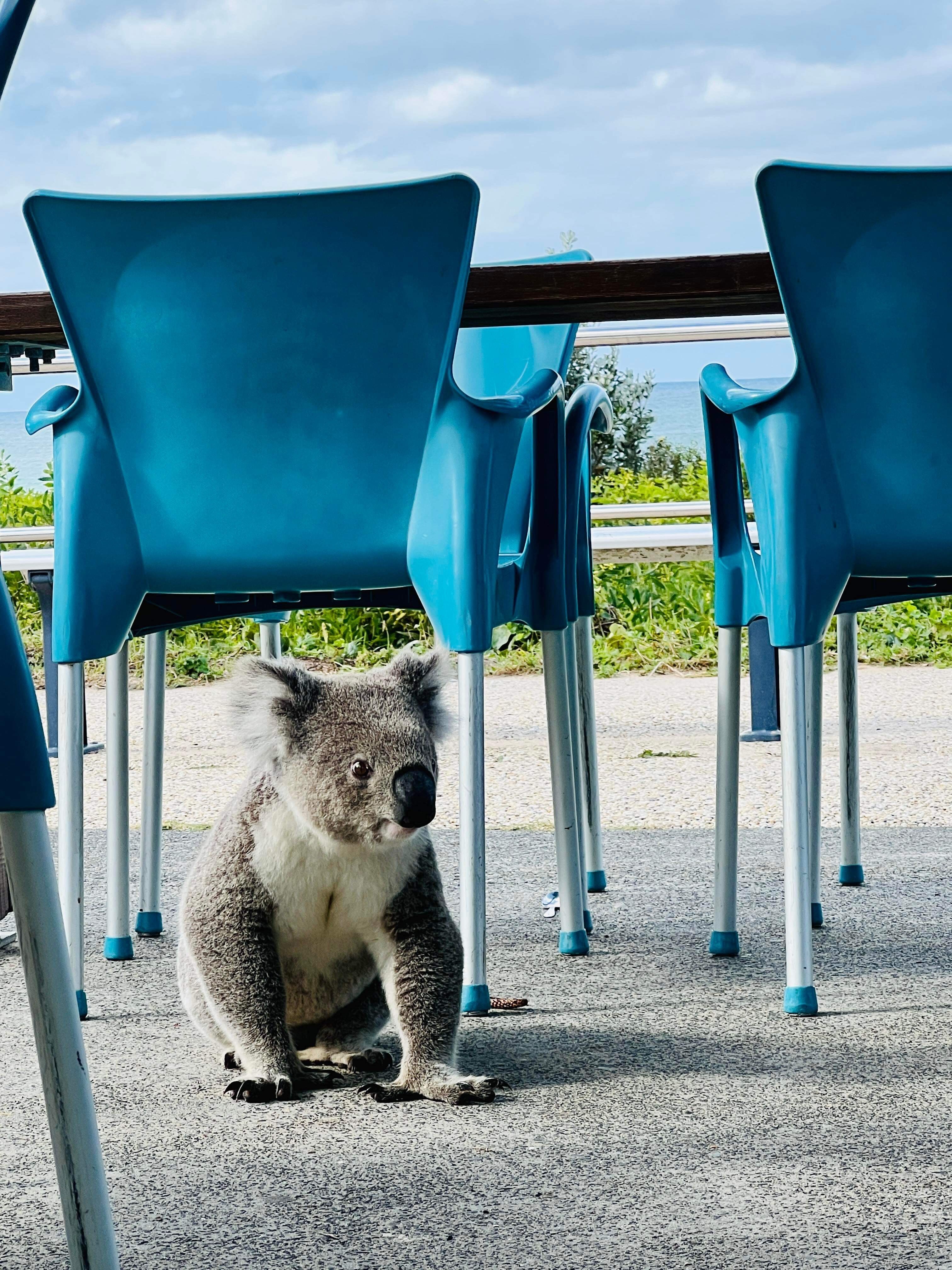 A koala on the ground, between chairs at a cafe.