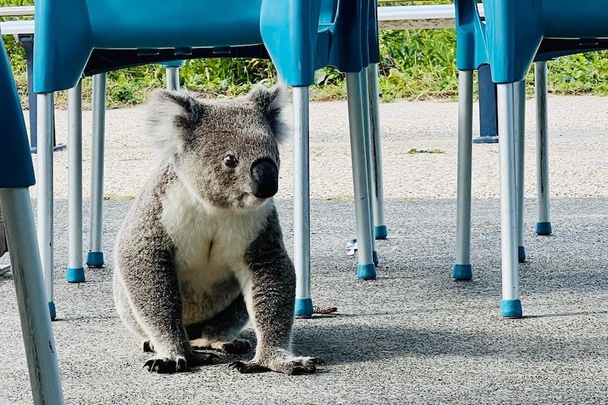 A koala on the ground, between chairs at a cafe.