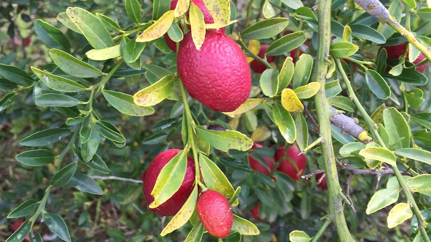 Magenta coloured wild Australian lime.