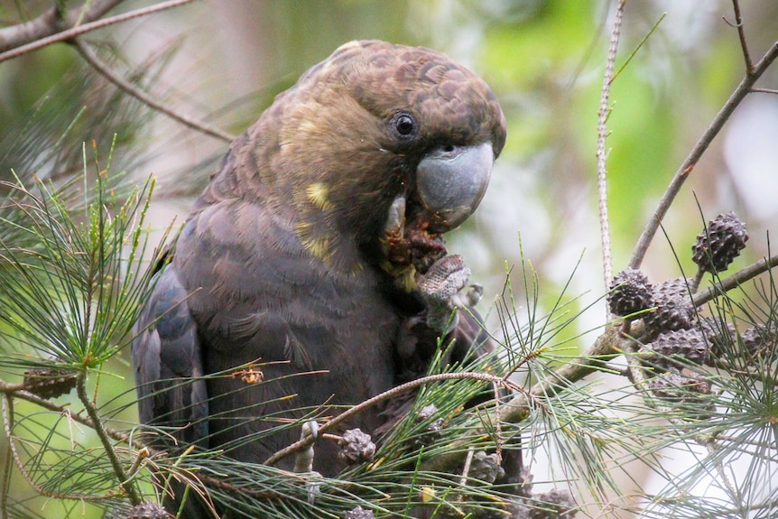 A large black cockatoo holds onto a flower and nibbles on it.