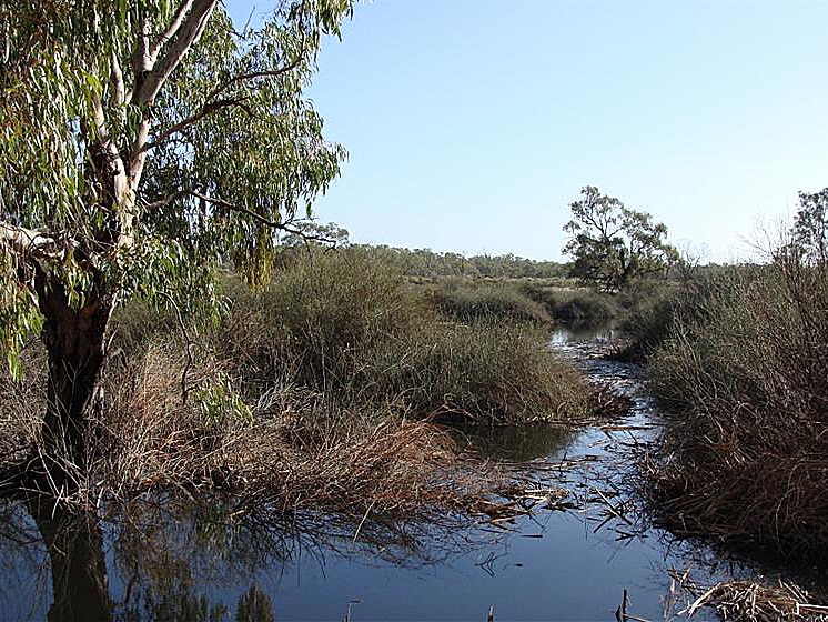 Watering the floodplain aims to save woodlands species