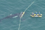 A baby humpback is caught in shark nets, with its mother nearby. Three people on a boat stand, trying to release it.