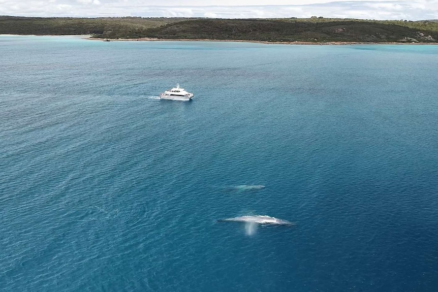 A pair of blue whales off the WA coast