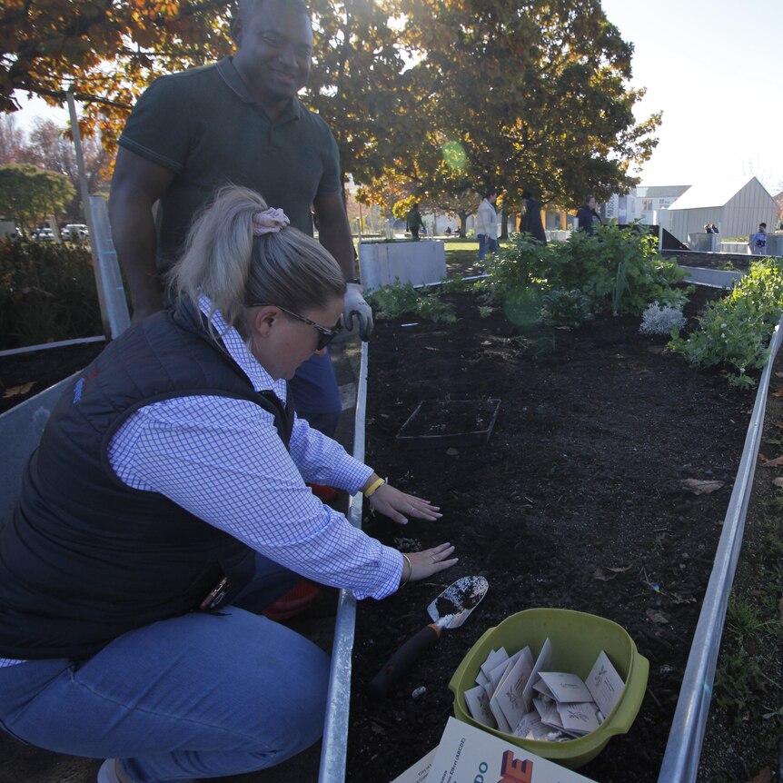 Two people are plating seedlings in a raised garden bed