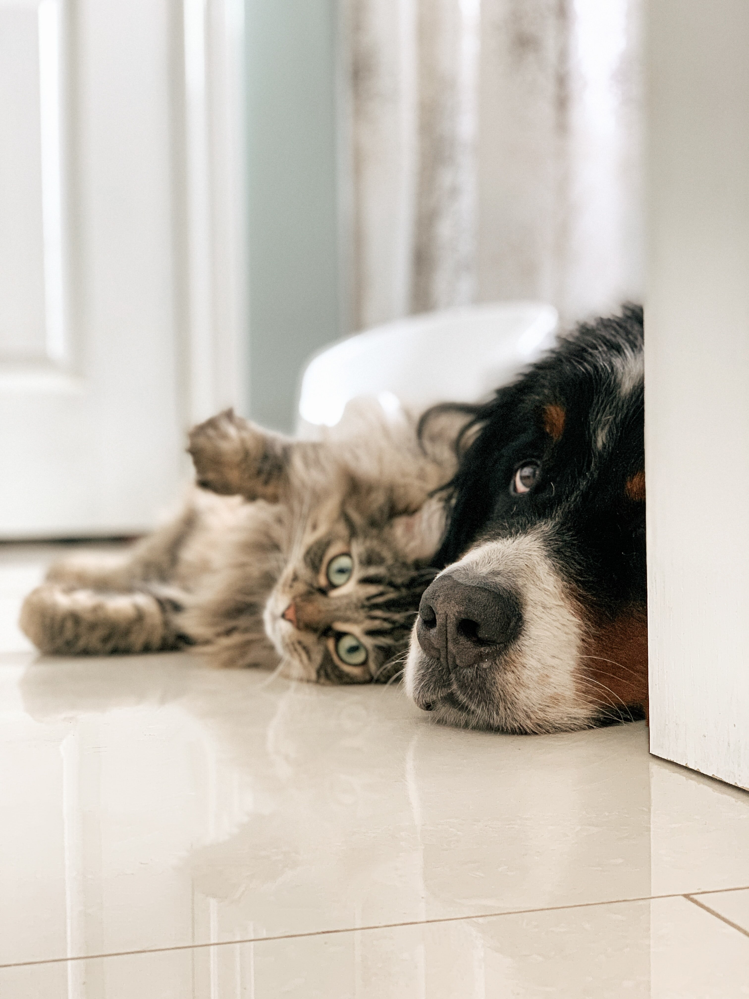 A grey kitten lies cuddled up to a Bernese dog. 