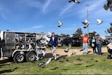 A crowd watches as pigeons fly out of a trailer