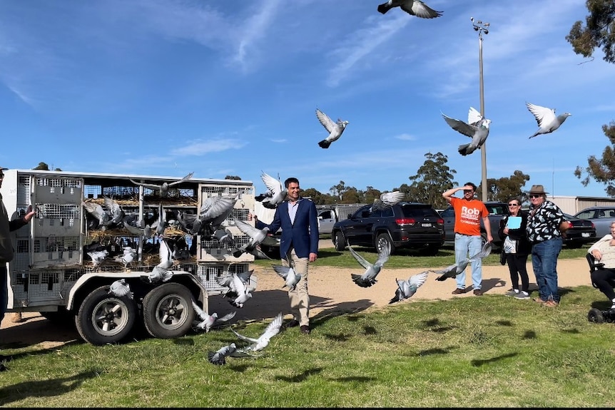 A crowd watches as pigeons fly out of a trailer