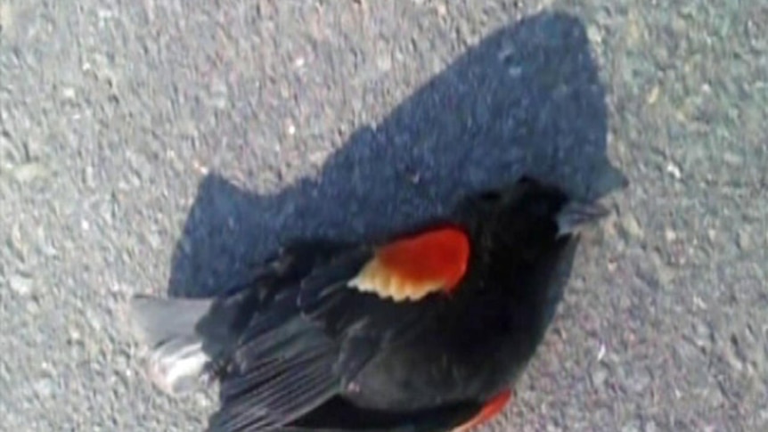 Most of the dead birds were red-winged black birds.