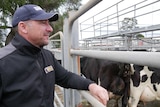 Farmer Brad Missen stands next to pen at the saleyard