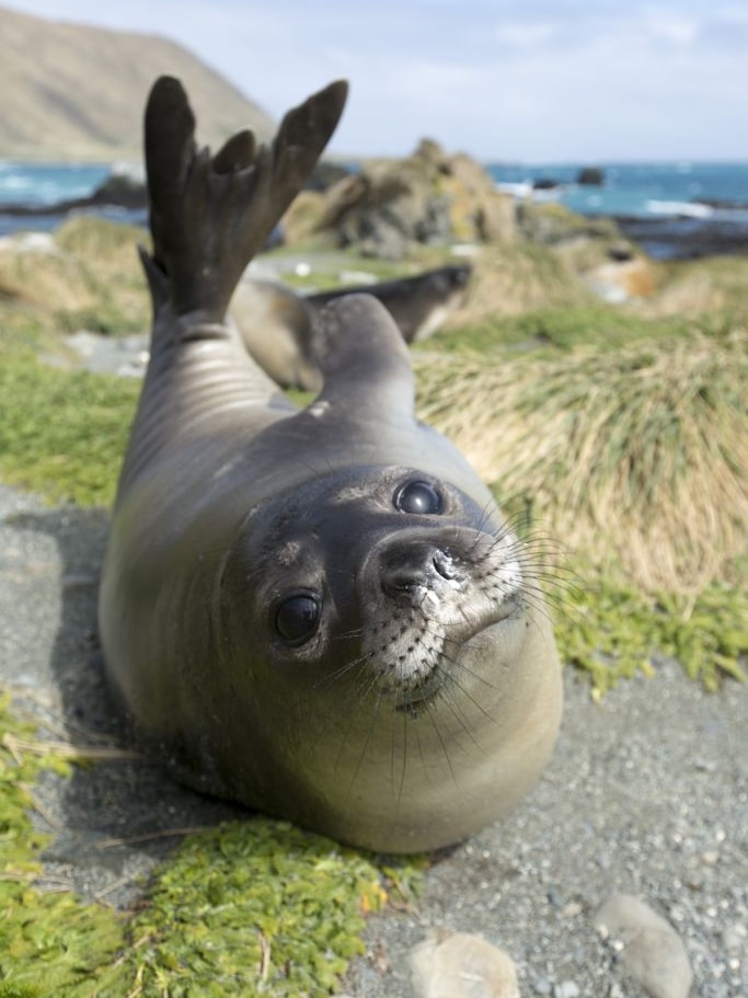 Young southern elephant seal, photo by Richard Youd.