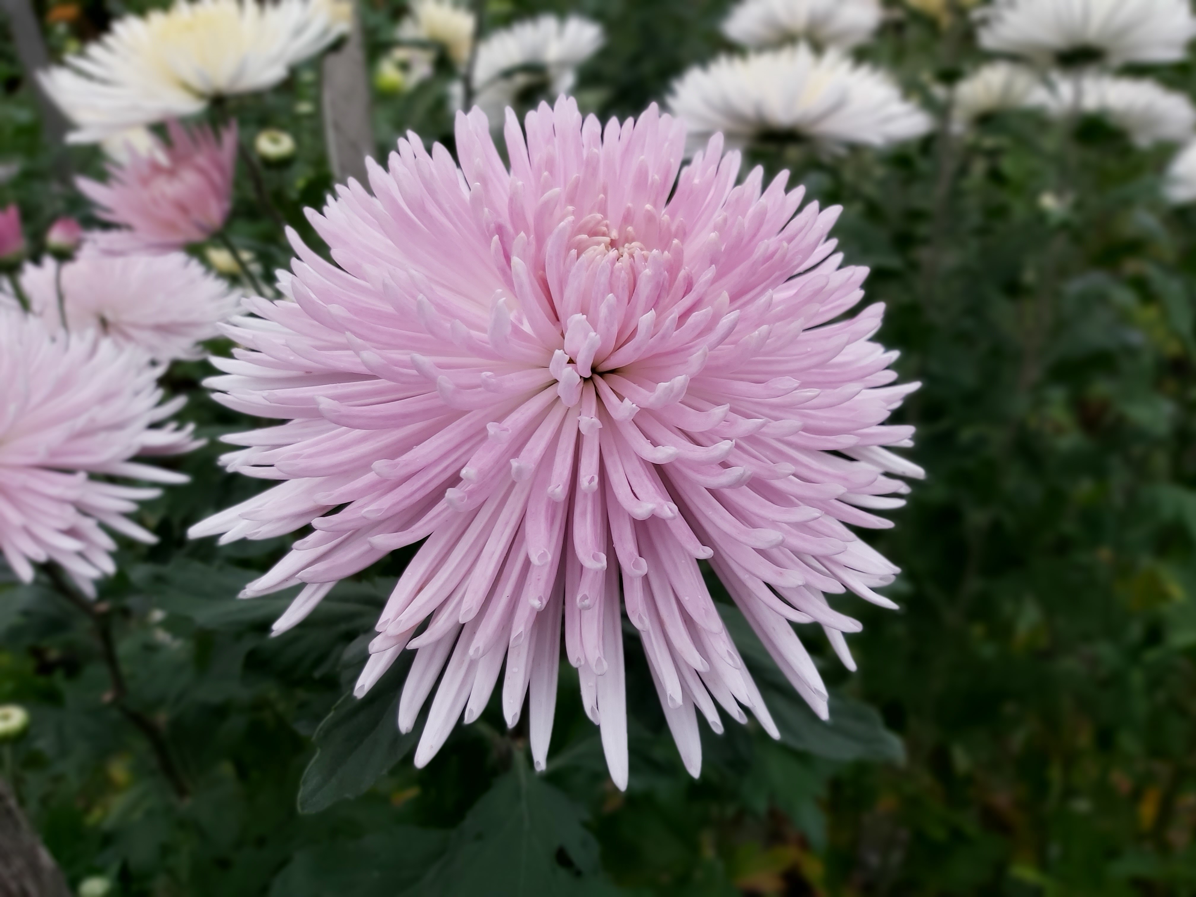Hectic time for chrysanthemum growers as harvesting for Mother's Day