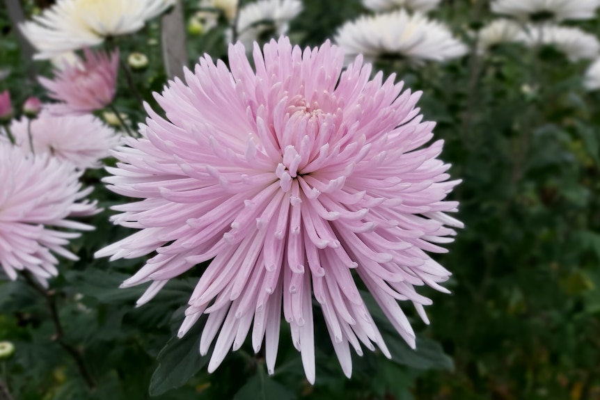 a large pink chrysanthemum flower with spiky petals