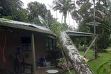 A large fallen tree damages the roof of a home.