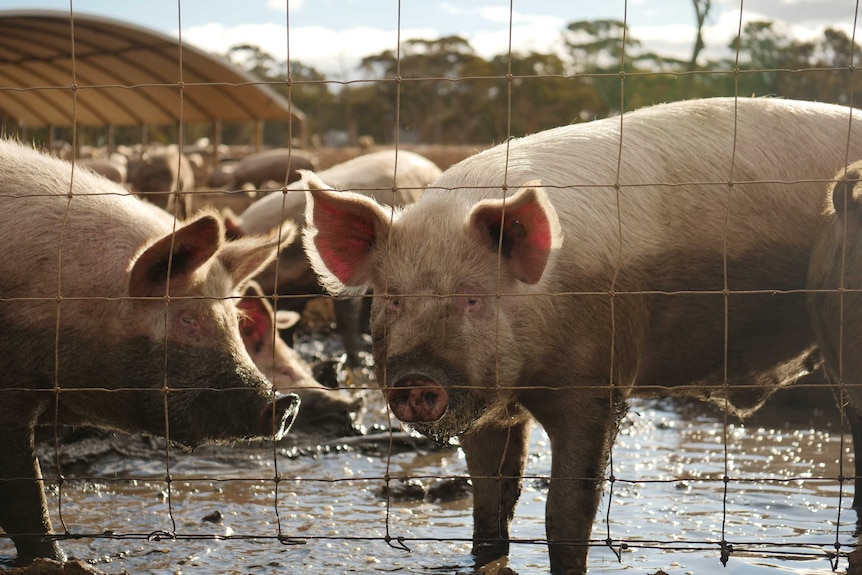 A pig stands in mud.