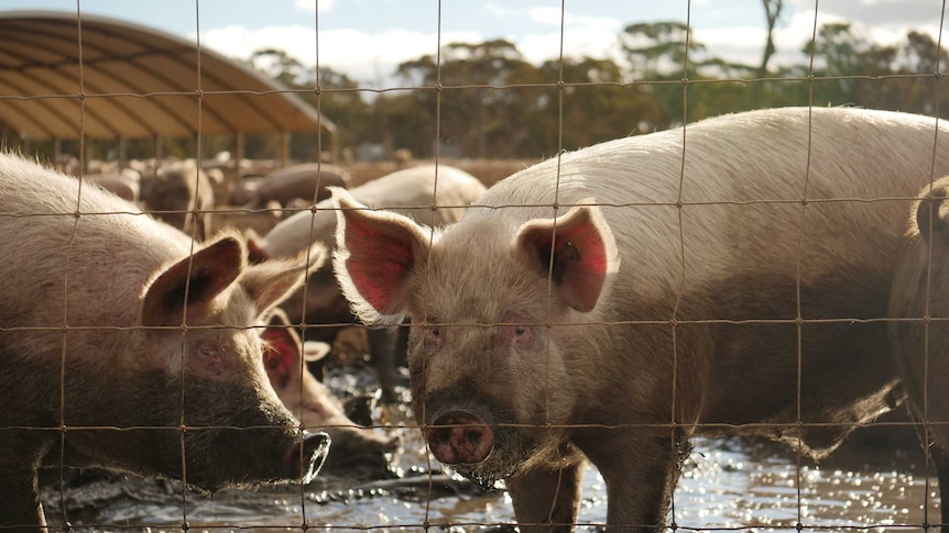 Pigs in mud behind a wire fence.