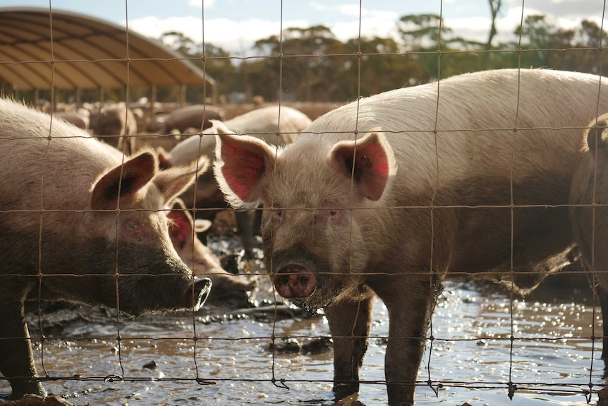 Pigs in mud behind a wire fence.