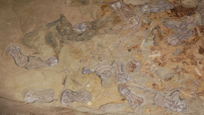 A slab of rock with numerous fossils embedded in it