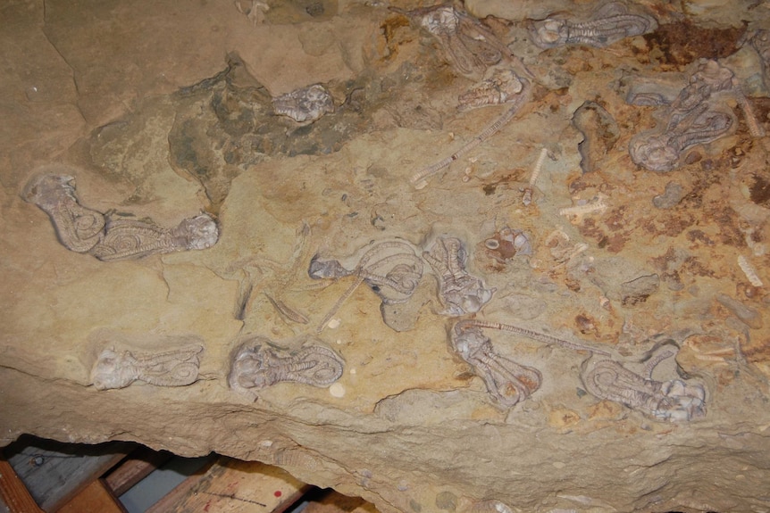 A slab of rock with numerous fossils embedded in it