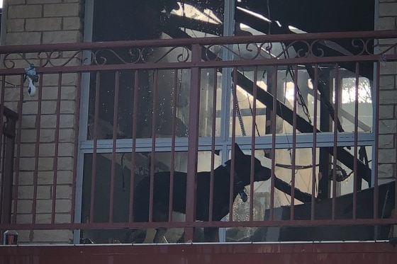A black dog stands on a balcony