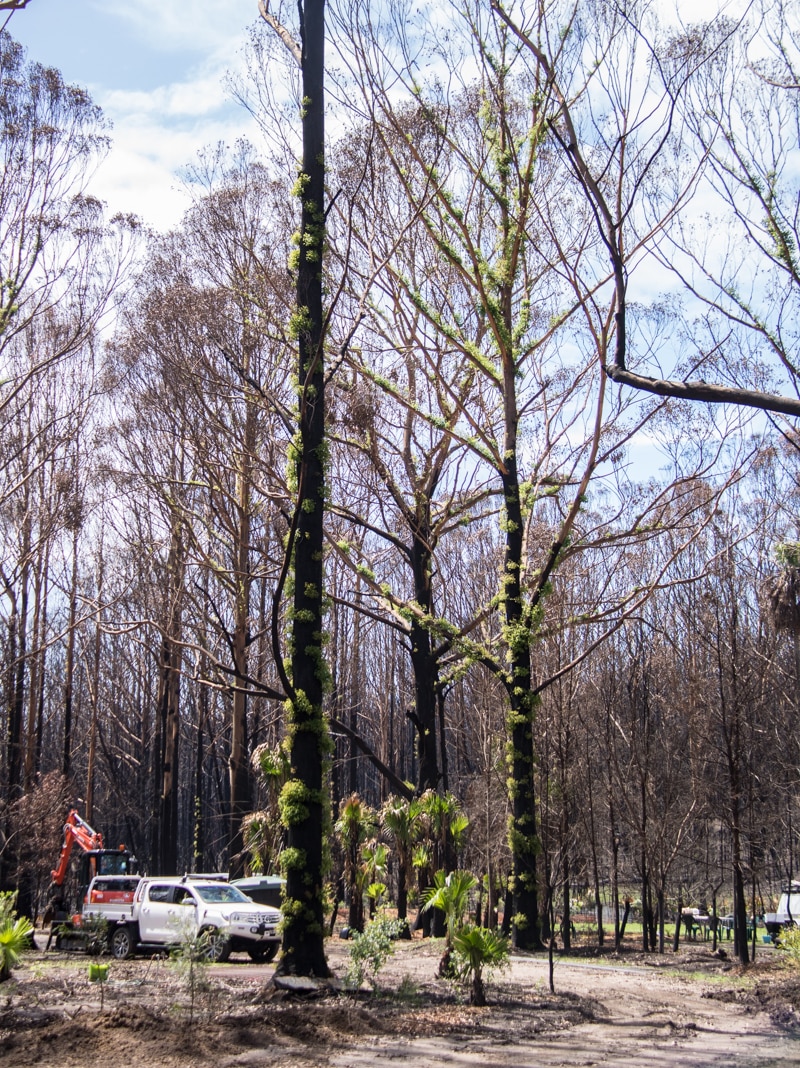 Tall trees show signs of rejuvination