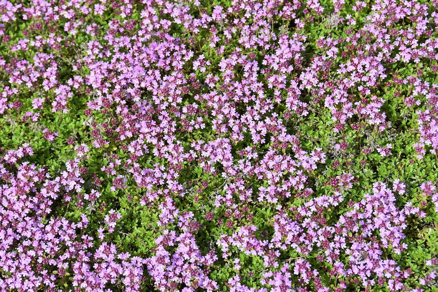 A bed of creeping thyme, small green leaves and small purple flowers