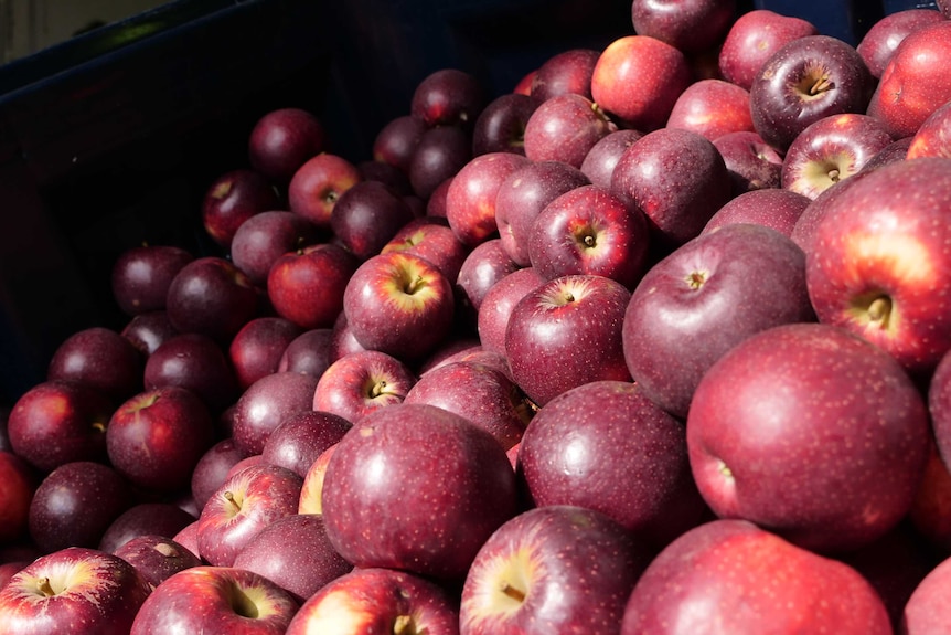 Closeup of Bravo Apples in Manjimup June 2020.