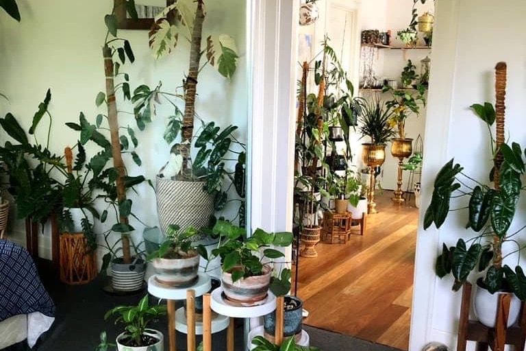 Many pot plants fill a living room, resting on the coffee table, walls and wooden floor