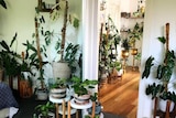 Many of pot plants fill a living room, resting on the coffee table, walls and wooden floor