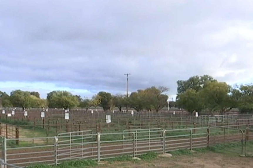 Empty sheep saleyards.