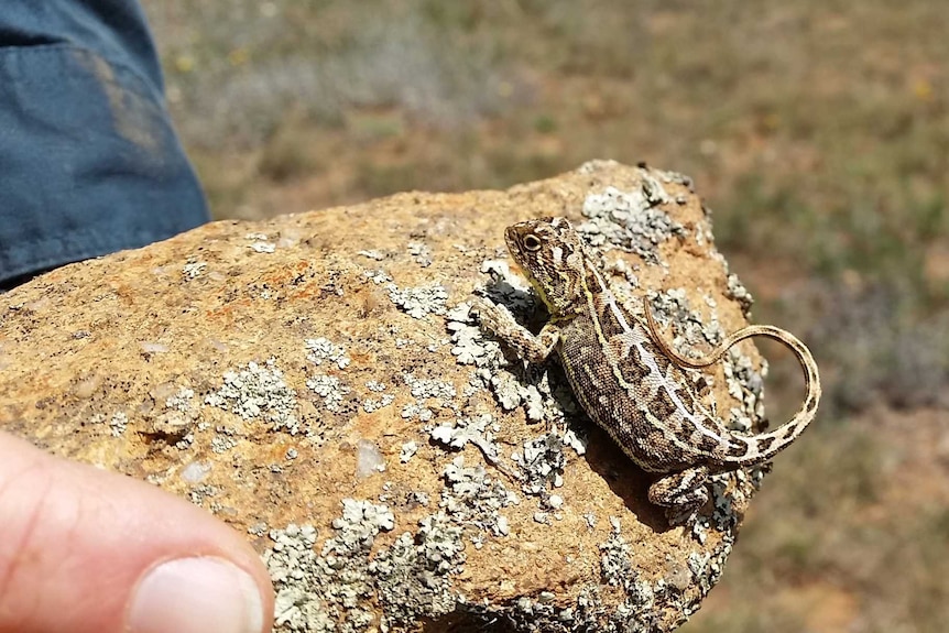 A grassland earless dragon perched on a rock held by a ranger.