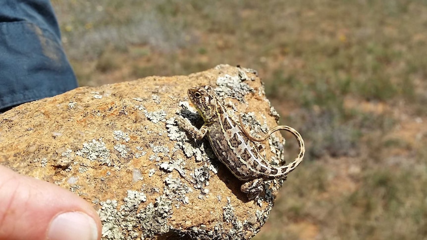 A grassland earless dragon perched on a rock held by a ranger.