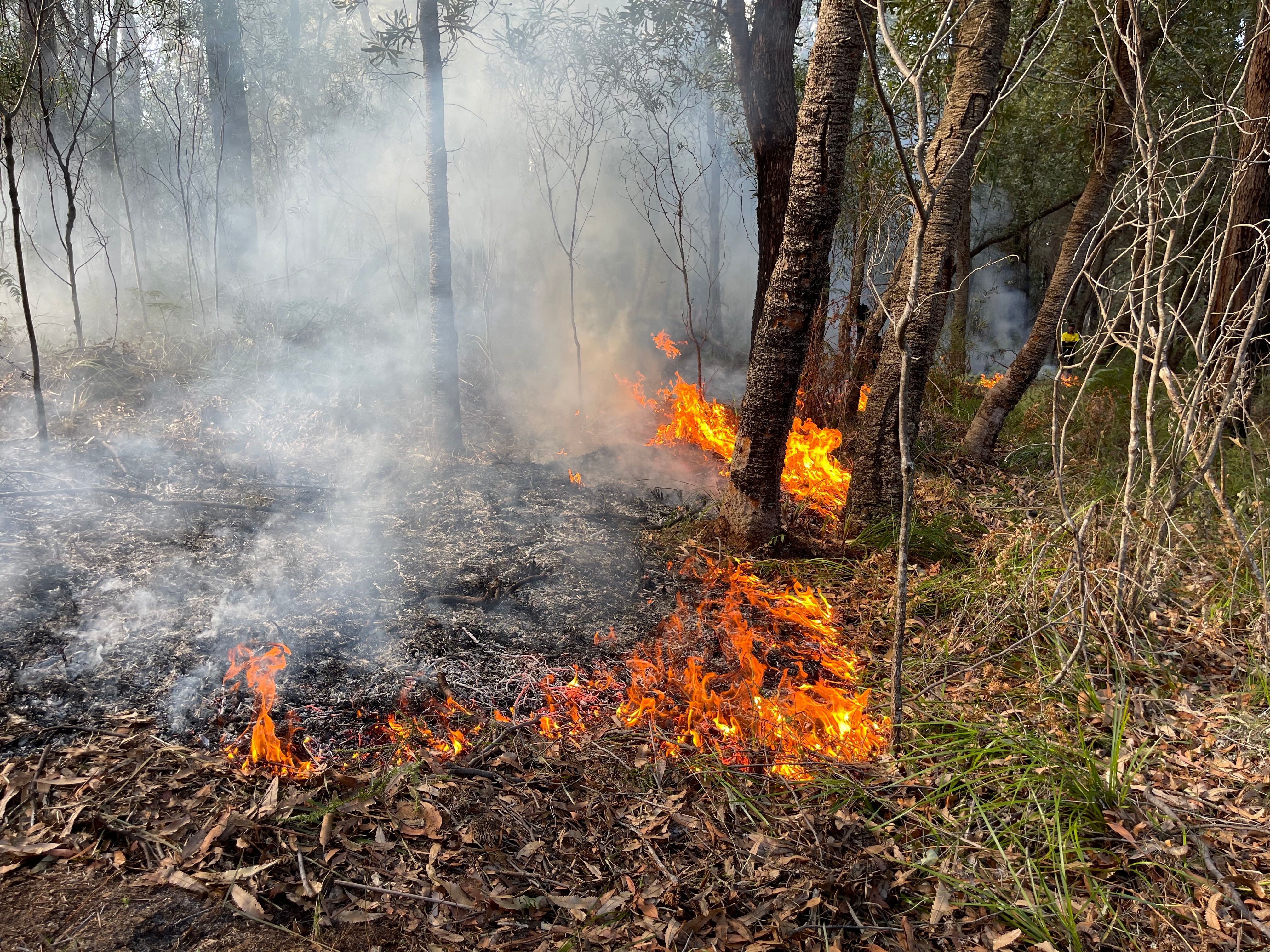 Small flames burn undergrowth at the base of trees
