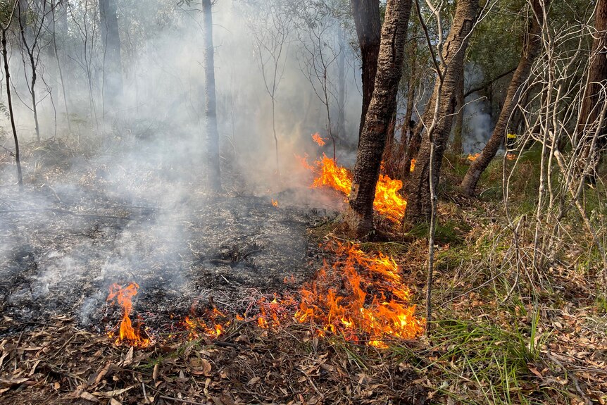 Small flames burn undergrowth at the base of trees