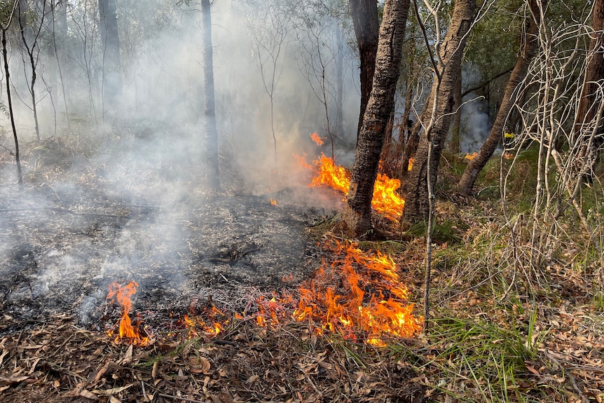 Small flames burn undergrowth at the base of trees