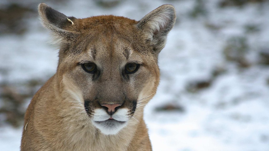 A North American cougar cub with sandy hair stares directly at the camera in front of an icy landscape.