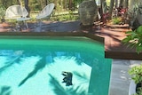 A koala can be seen at the bottom of a Gold Coast pool
