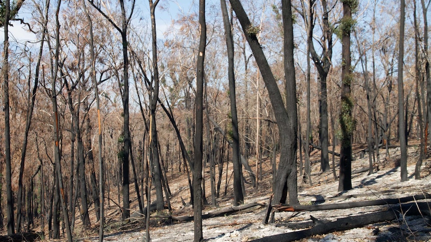 A forest of scorched trees after the March 2018 Tathra bushfire